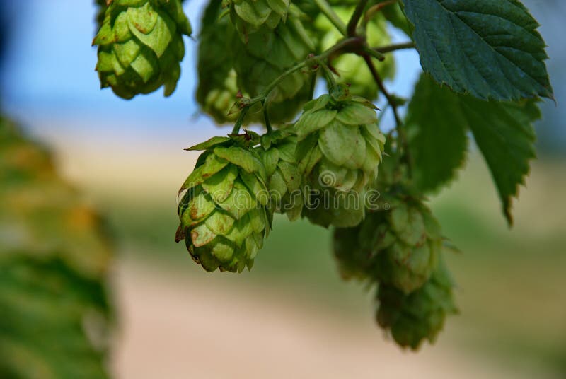 Closeup of hops ready to be harvested. Closeup of hops ready to be harvested.