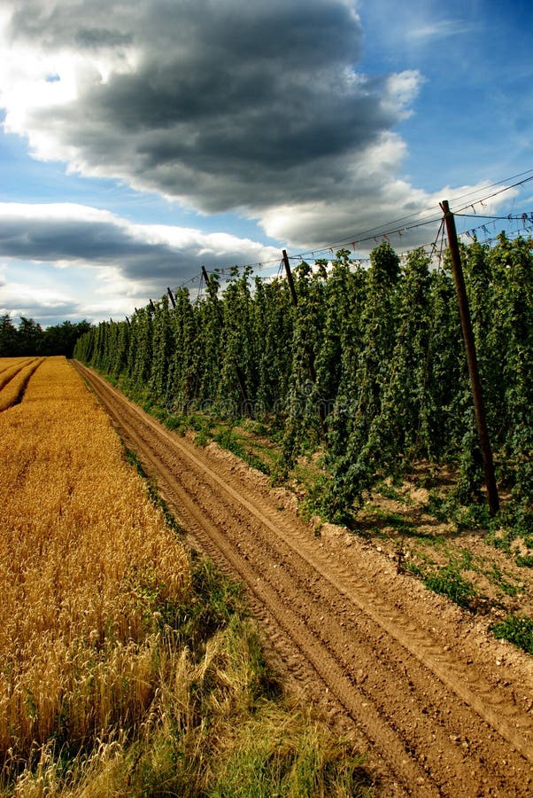 Hops farm 24