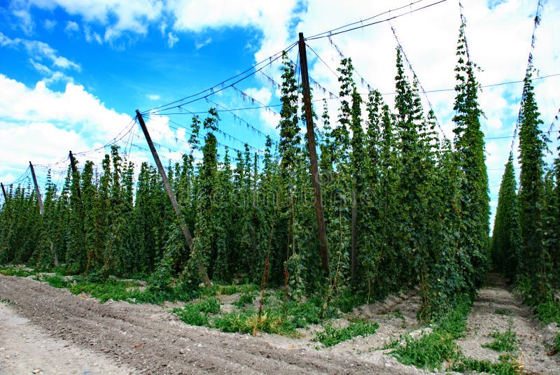 Hops farm 5