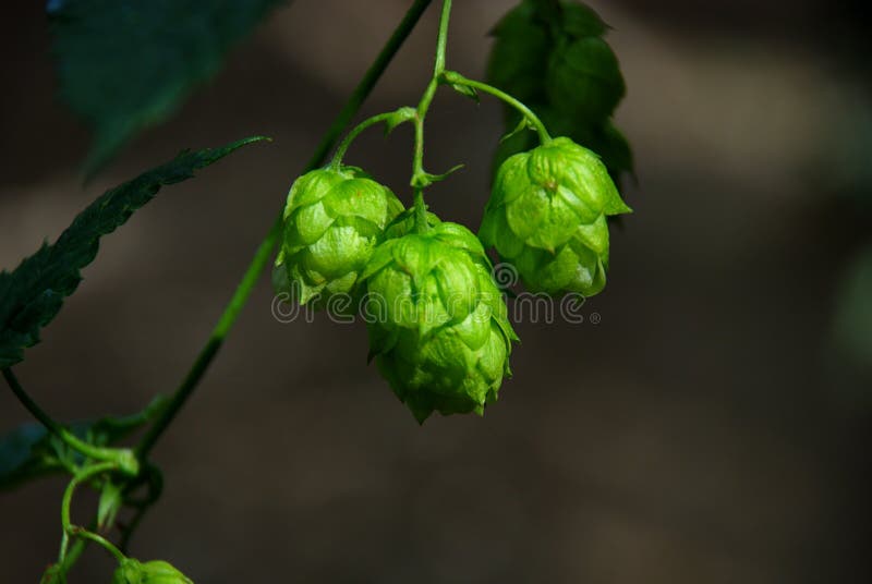 Hops farm