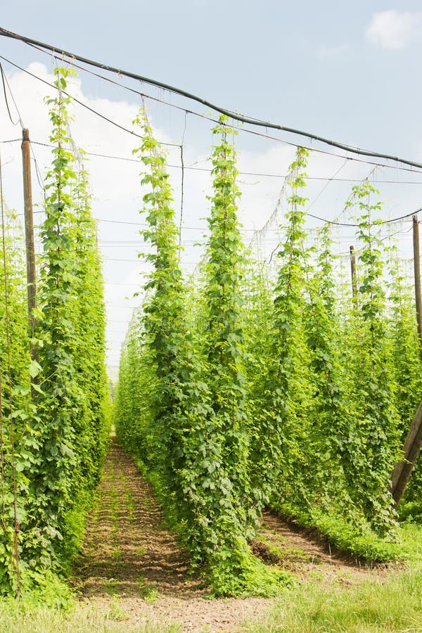 Hops garden stock image Hops garden stock image