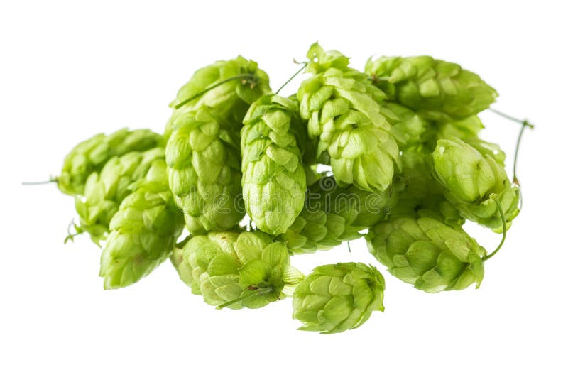 Hops stock photos Hops stock photos