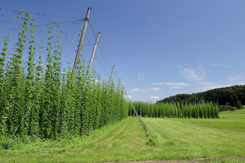 Hops plantation #2, baden royalty free stock photos Hops plantation #2, baden royalty free stock photos