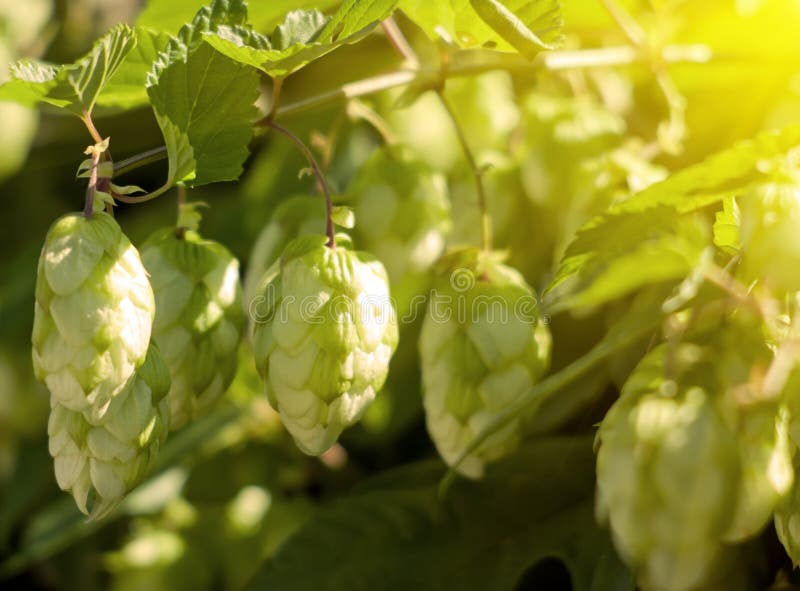 Hops Plants Buds Growing in Farmer S Field Oregon Agriculture Stock