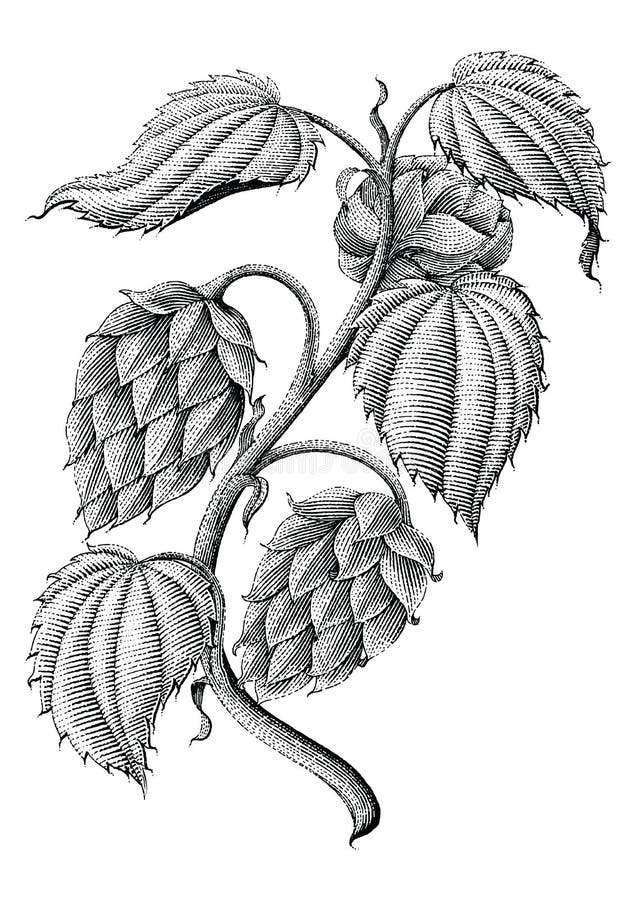 Hops vintage drawing by ink isolated on white background stock illustration Hops vintage drawing by ink isolated on white background stock illustration