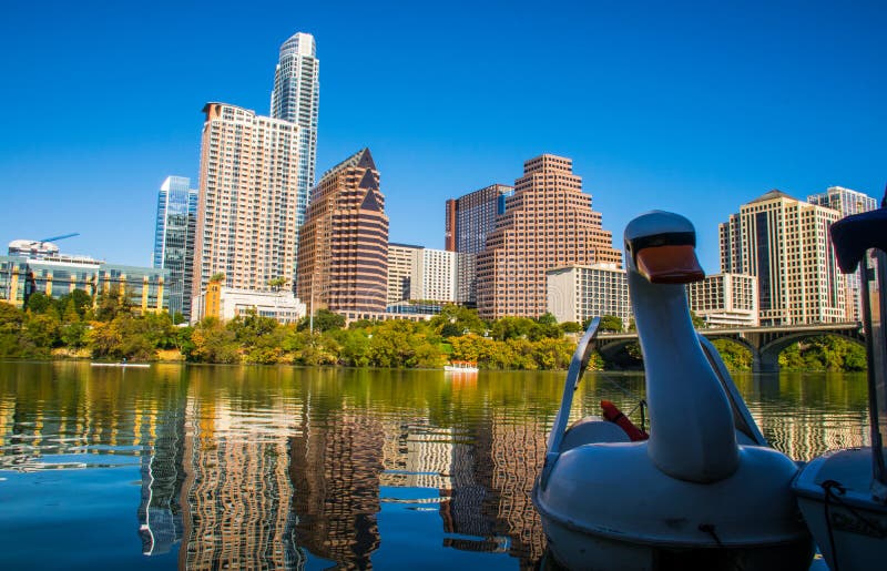 Hora de oro de Austin Texas Downtown Skyline Reflection Sunset con el cisne que flota en el lago town imagenes de archivo Hora de oro de Austin Texas Downtown Skyline Reflection Sunset con el cisne que flota en el lago town imagenes de archivo