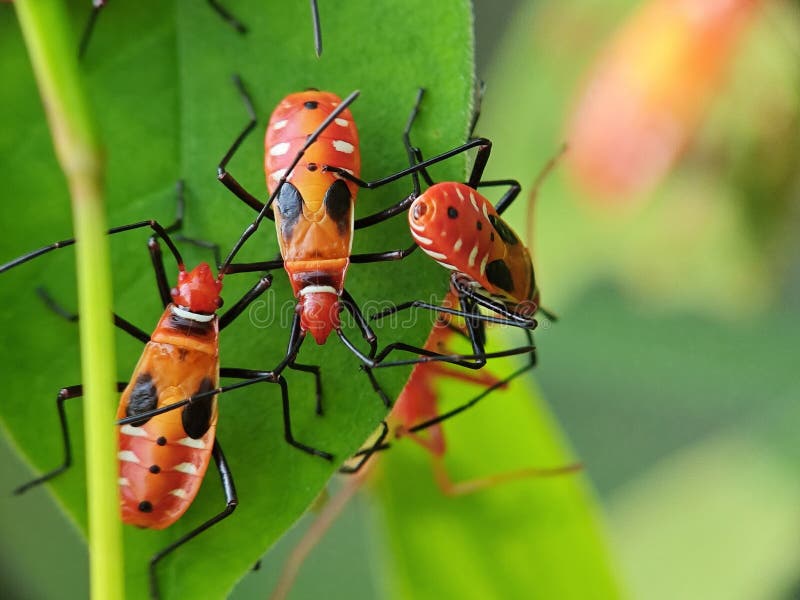 Hordes of orange colored insects stock photos