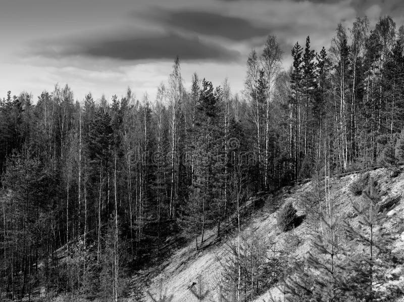 Horisontalvibrerande svartvit skoglandskapbakgrund b royaltyfri bild