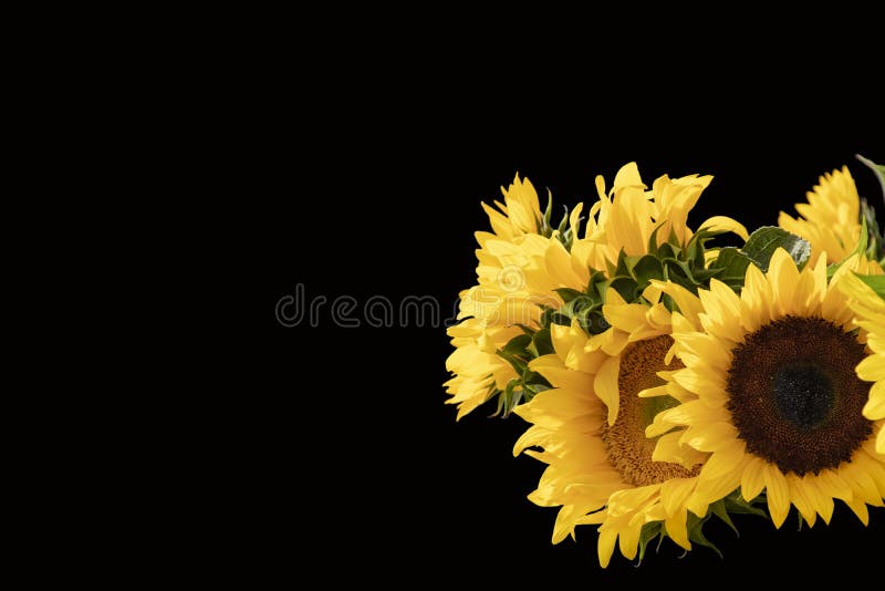 Horizonal Black Background with Vibrant Beautiful Sunflowers in Lower Left  - Room for Text Stock Photo - Image of blossom, autumn: 123072234