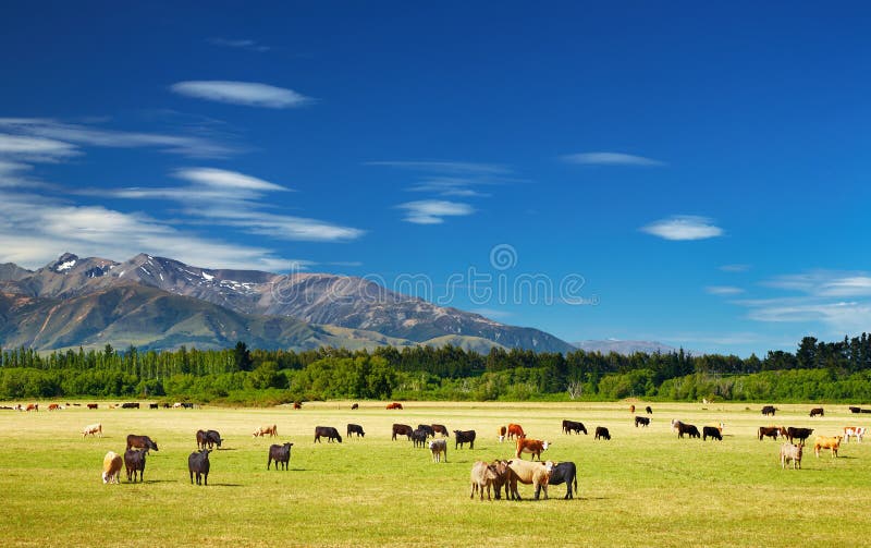 New Zealand landscape with farmland and grazing cows. New Zealand landscape with farmland and grazing cows