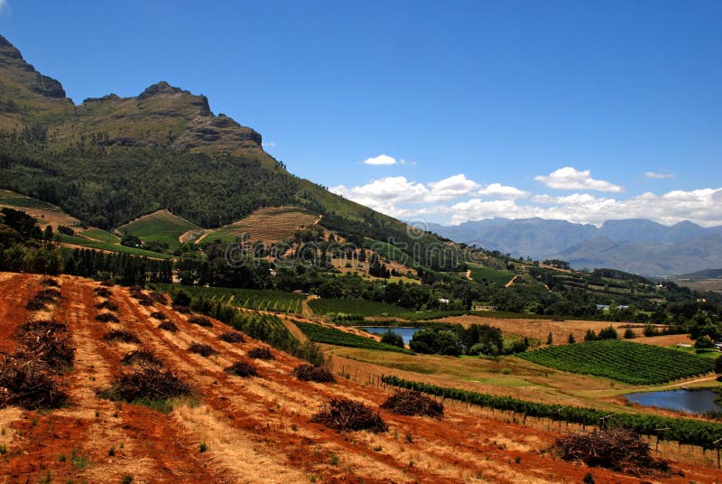 Horizontal avec la vigne (Afrique du Sud) photo libre de droits Horizontal avec la vigne (Afrique du Sud) photo libre de droits