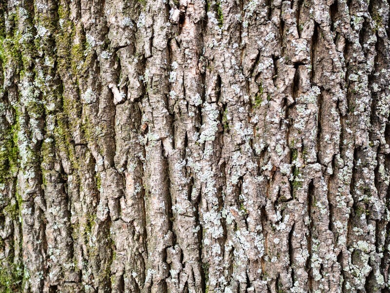 Bark Maple Norway Photos Free Royalty Free Stock Photos From Dreamstime
