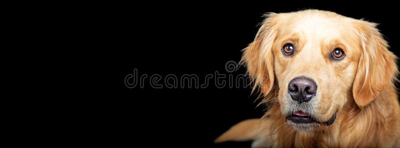 Horizontal Banner Golden Retriever Dog on Black. Horizontal black background banner with closeup of Golden Retriever dog royalty free stock image Horizontal Banner Golden Retriever Dog on Black. Horizontal black background banner with closeup of Golden Retriever dog royalty free stock image