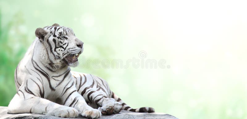 Horizontal banner with a lying white tiger stock images