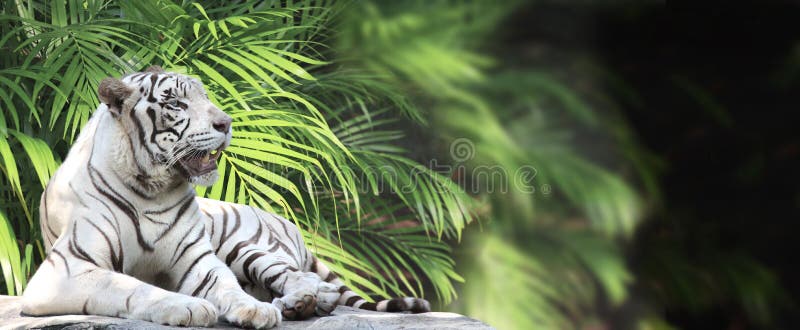 Horizontal Banner with Palm Leaves and a Lying White Tiger Stock Image -  Image of garden, banner: 225390275