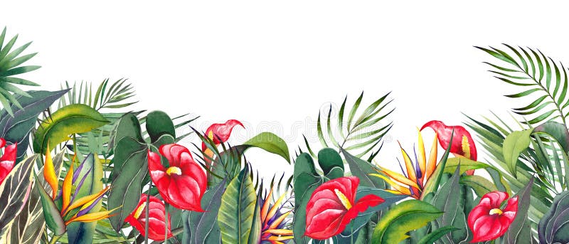 Horizontal Border with Red Anthurium and Strelitzia Flowers. Stock ...