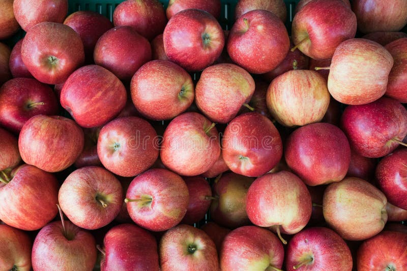 Horizontal close up of a crate of red and golden organic apples stock images Horizontal close up of a crate of red and golden organic apples stock images