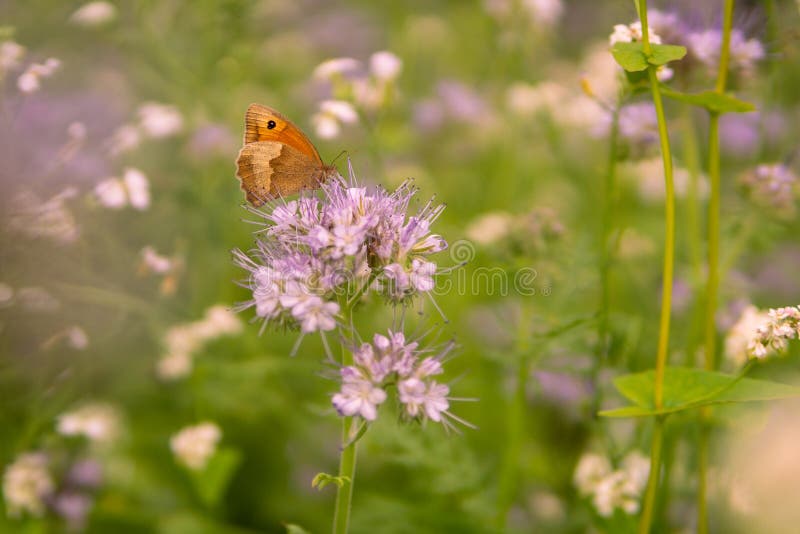 Horizontal Closeup Shallow Focus Shot of a Butterfly on a Field Flower