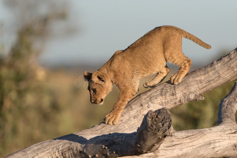 A lion cub balancing on a fallen tree in Savute.