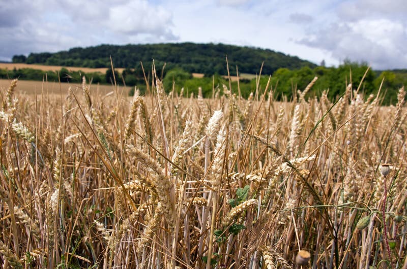 Horizontal culturel en Bourgogne (France) photo stock Horizontal culturel en Bourgogne (France) photo stock