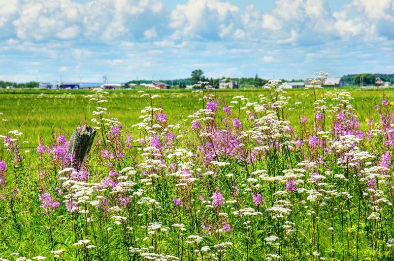 Beautiful HDR rural landscape: wildflowers, invasive purple loosestrife and white valerian, alongside the road in Quebec, Canada. Beautiful HDR rural landscape: wildflowers, invasive purple loosestrife and white valerian, alongside the road in Quebec, Canada.