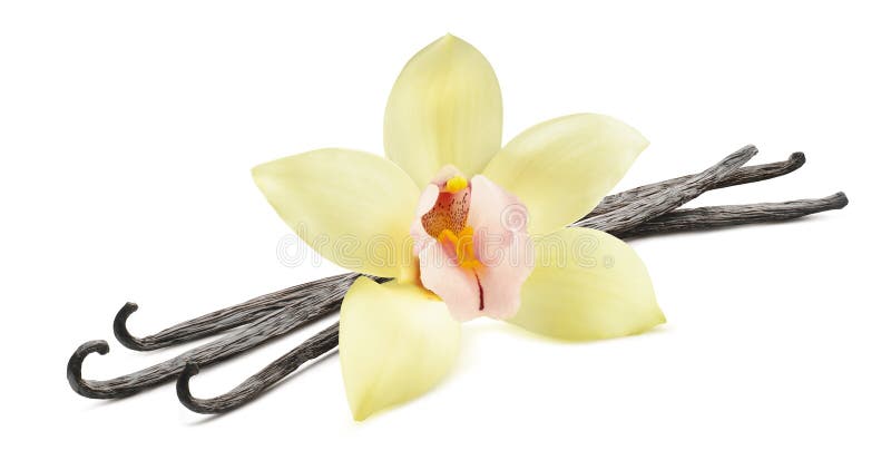 Horizontal de la flor de la haba de vainilla aislado en el fondo blanco