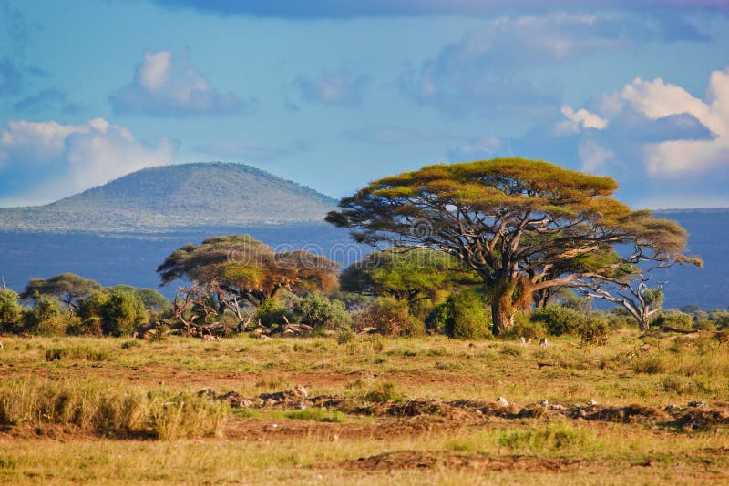 Horizontal de la savane en Afrique, Amboseli, Kenya images stock