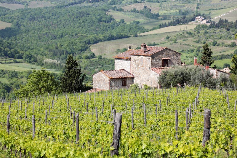Vineyard in the Chianti region of Tuscany, Italy. Vineyard in the Chianti region of Tuscany, Italy