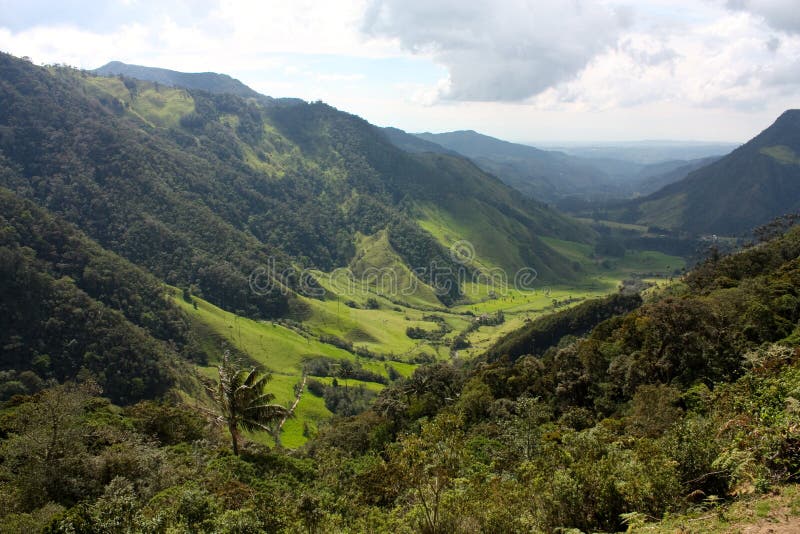 Cocora Valley, one of the most beautiful landscape of Quindio, which is nestled between the mountains of the Cordillera Central in Colombia. Famous coffee region in Colombia. Predominates in the majestic surroundings of Quindio wax palm, Colombia's national tree growing to 60 meters. Cocora Valley is the gateway to Parque Nacional Natural de los Nevados. Famous coffee-growing region in Colombia. Cocora Valley, one of the most beautiful landscape of Quindio, which is nestled between the mountains of the Cordillera Central in Colombia. Famous coffee region in Colombia. Predominates in the majestic surroundings of Quindio wax palm, Colombia's national tree growing to 60 meters. Cocora Valley is the gateway to Parque Nacional Natural de los Nevados. Famous coffee-growing region in Colombia.