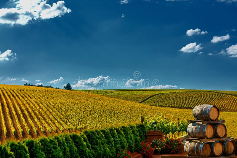 Horizontal de vigne photos libres de droits Horizontal de vigne photos libres de droits