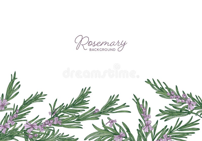 Rosemary Border Stock Illustrations 1,468 Rosemary Border Stock