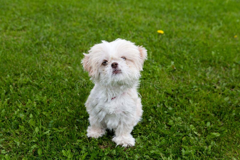 Horizontal High Angle View of Grumpy Looking White Shih Tzu Dog with