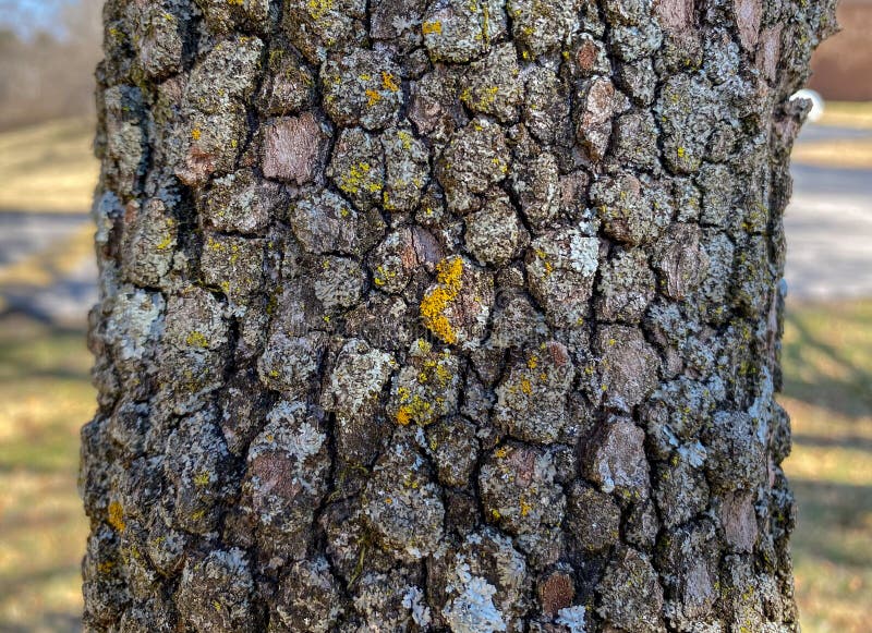 Tree Identification: Flowering Dogwood. Cornus florida stock images