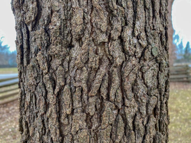 Tree Identification: Post Oak. Quercus stellata stock photography