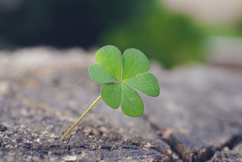 Horizontal macro photo of a bright green leaf clover on the left with a green and brown background