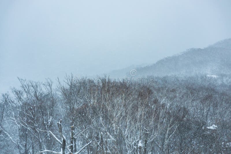 This horizontal minimalist photograph features the intricate, dark patterns of bare tree branches reaching upward toward a flat, grey overcast sky. The composition emphasizes the delicate and skeletal beauty of deciduous flora during its winter dormancy in a quiet, still environment... The image is a versatile asset for book covers, fine art prints, or as a sophisticated background for digital. Overcast grove stock images, royalty-free photos and pictures