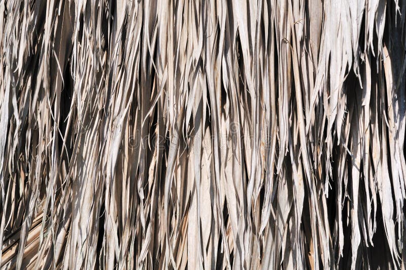 2 858 Palm Thatch Photos Free Royalty Free Stock Photos From Dreamstime