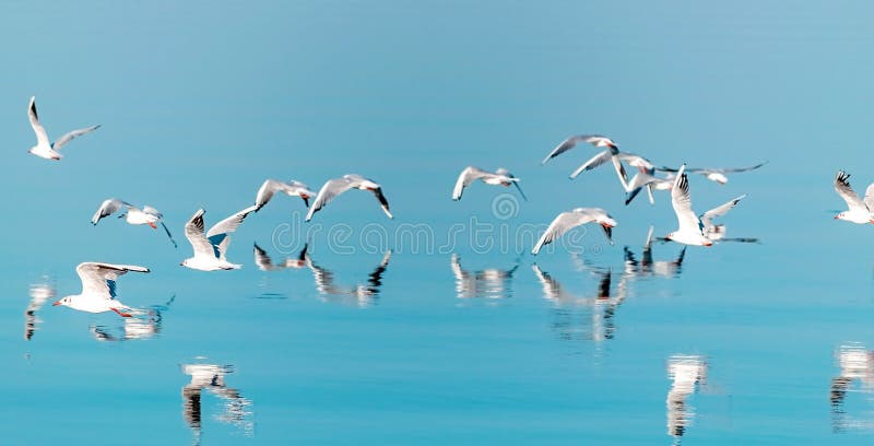 A horizontal panorama of a flock of flying seagull birds low over blue water. Beautiful natural background.
