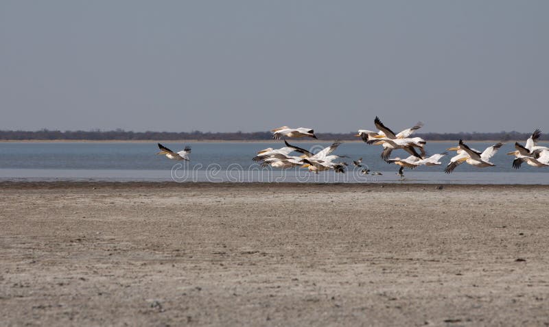 Horizontal pelicans flying stock photos