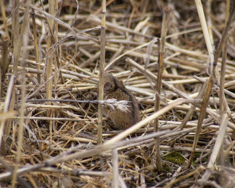 Horizontal Photo of a Field Mouse on the Stubble Stock Photo Image of