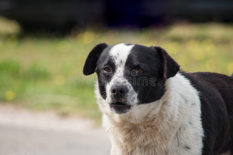 3,441 Black White Mutt Dog Photos - Free & Royalty-Free Stock Photos