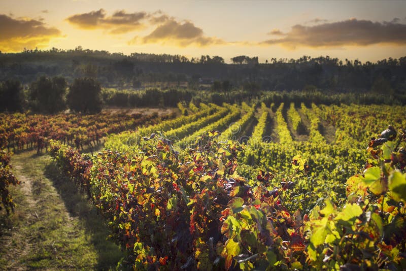 Sunset with dramatic sky over vineyard plantation with dry, yellow leaves. Beautiful background with copy space. stock images Sunset with dramatic sky over vineyard plantation with dry, yellow leaves. Beautiful background with copy space. stock images