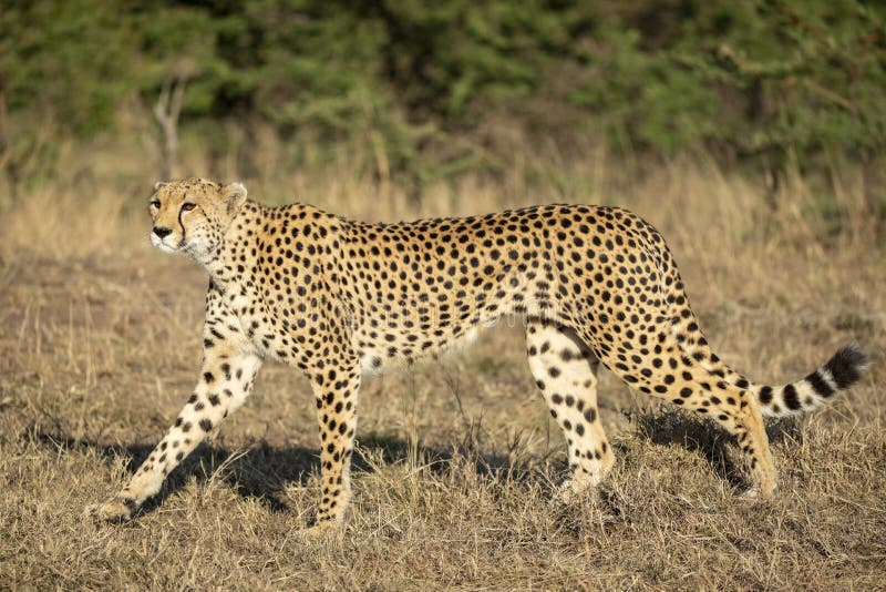 Horizontal portrait of an adult cheetah walking in dry grass in Masai Mara in Kenya royalty free stock photos