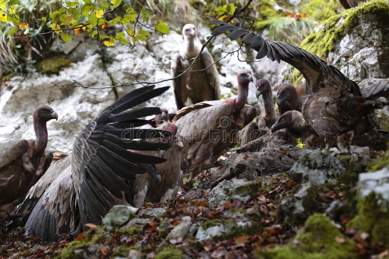 Horizontal Portrait of a Group of Vultures Fighting To Eat the Carcass ... Biology Diagrams