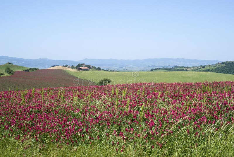 Horizontal rural en Toscane image libre de droits Horizontal rural en Toscane image libre de droits
