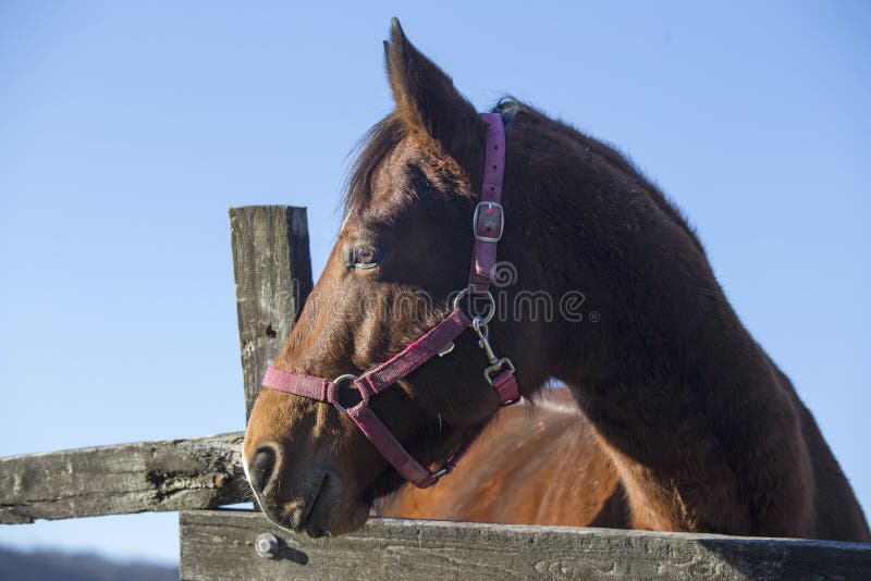 Horizontal shot of a beautiful saddle horse at corral fence against blue sky