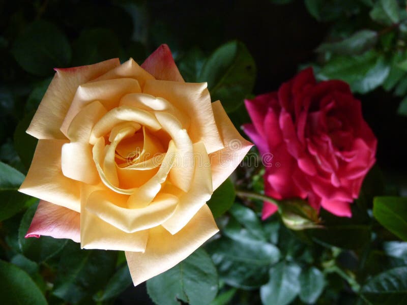 Horizontal Shot of Beautiful Yellow and Red Rose on a Greenery