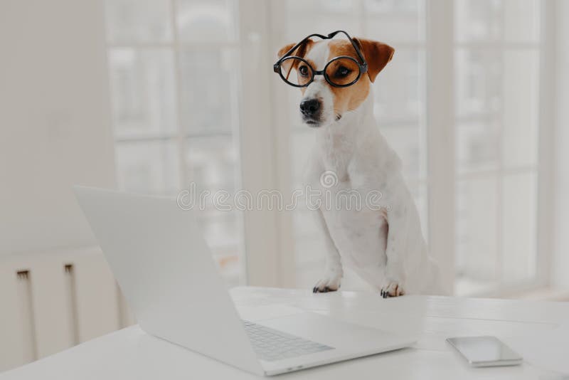 Horizontal shot of jack russell terrier dog leans paws on white table, wears funny transparent glasses, works on laptop computer