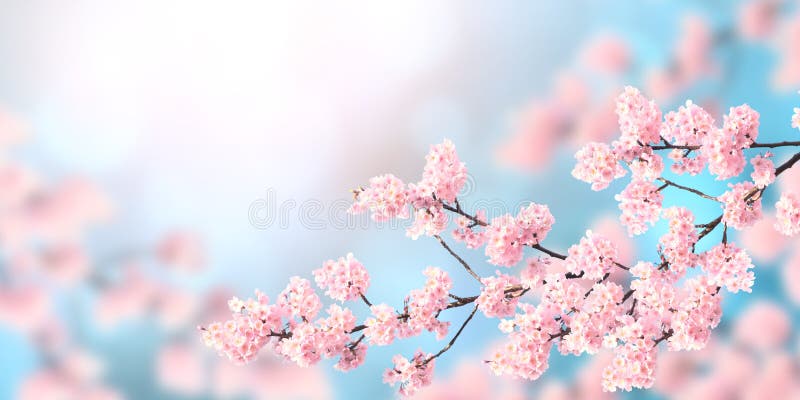 Horizontal spring banner with sakura flowers stock photography