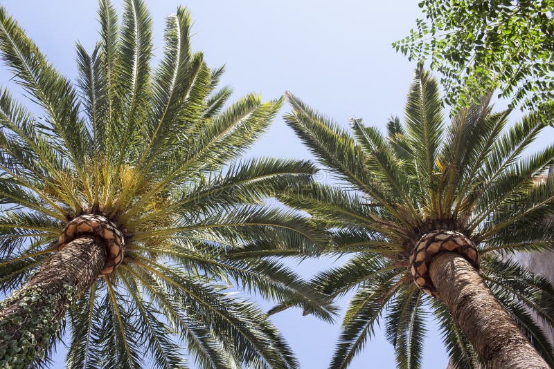 Horizontal tropical images stock Horizontal tropical images stock